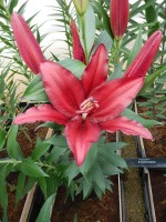 [5311 Firebolt No01.JPG]